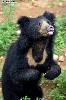 Photo of Wildlife SOS - Bannerghatta Bear Rescue Center And Rehabilitation Center Bannerghatta Bangalore