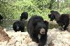Photo of Wildlife SOS - Bannerghatta Bear Rescue Center And Rehabilitation Center Bannerghatta Bangalore