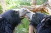Photo of Wildlife SOS - Bannerghatta Bear Rescue Center And Rehabilitation Center Bannerghatta Bangalore