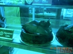 Photo of The Chocolate Beetle Greater Kailash Part 1 Delhi