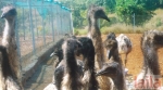 Photo of EMU Farming Fort Mumbai