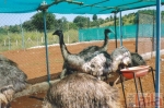 Photo of EMU Farming Fort Mumbai