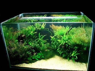 aquarium store indiranagar