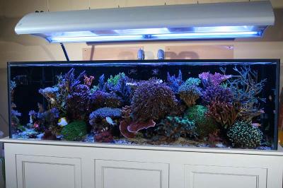 Photo of The Aquarium Store, Indira Nagar, Bangalore, uploaded by , uploaded by MERCHANT